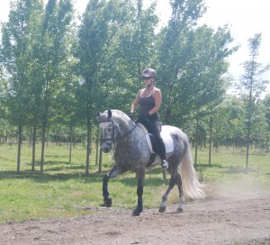 Photo of Andalusian stallion and rider