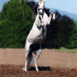 SparkyRear2.jpg
