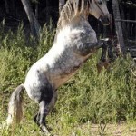 SparkyRear